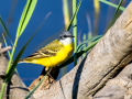 Lavandera boyera - Motacilla flava - Cuereta groga