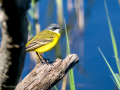 Lavandera boyera - Motacilla flava - Cuereta groga
