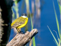 Lavandera boyera - Motacilla flava - Cuereta groga