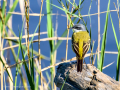 Lavandera boyera - Motacilla flava - Cuereta groga