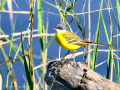 Lavandera boyera - Motacilla flava - Cuereta groga
