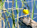 Lavandera boyera - Motacilla flava - Cuereta groga