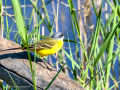 Lavandera boyera - Motacilla flava - Cuereta groga