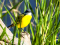 Lavandera boyera - Motacilla flava - Cuereta groga