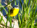 Lavandera boyera - Motacilla flava - Cuereta groga