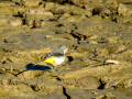 Lavandera cascadeña - Motacilla cinerea - Cuereta torrentera