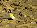 Lavandera cascadeña - Motacilla cinerea - Cuereta torrentera