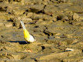 Lavandera cascadeña - Motacilla cinerea - Cuereta torrentera