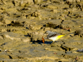 Lavandera cascadeña - Motacilla cinerea - Cuereta torrentera