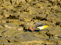 Lavandera cascadeña - Motacilla cinerea - Cuereta torrentera