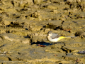 Lavandera cascadeña - Motacilla cinerea - Cuereta torrentera