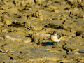 Lavandera cascadeña - Motacilla cinerea - Cuereta torrentera