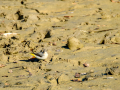 Lavandera cascadeña - Motacilla cinerea - Cuereta torrentera