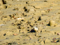 Lavandera cascadeña - Motacilla cinerea - Cuereta torrentera
