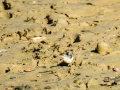 Lavandera cascadeña - Motacilla cinerea - Cuereta torrentera