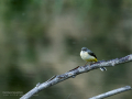 Lavandera cascadeña - Motacilla cinerea - Cuereta torrentera
