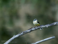 Lavandera cascadeña - Motacilla cinerea - Cuereta torrentera