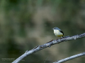 Lavandera cascadeña - Motacilla cinerea - Cuereta torrentera