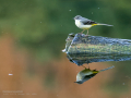 Lavandera cascadeña - Motacilla cinerea - Cuereta torrentera