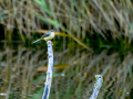 Lavandera cascadeña - Motacilla cinerea - Cuereta torrentera