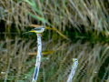 Lavandera cascadeña - Motacilla cinerea - Cuereta torrentera