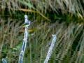 Lavandera cascadeña - Motacilla cinerea - Cuereta torrentera