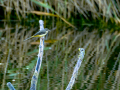 Lavandera cascadeña - Motacilla cinerea - Cuereta torrentera