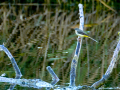 Lavandera cascadeña - Motacilla cinerea - Cuereta torrentera