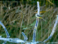 Lavandera cascadeña - Motacilla cinerea - Cuereta torrentera