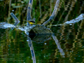 Lavandera cascadeña - Motacilla cinerea - Cuereta torrentera