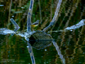 Lavandera cascadeña - Motacilla cinerea - Cuereta torrentera