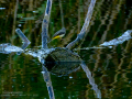 Lavandera cascadeña - Motacilla cinerea - Cuereta torrentera