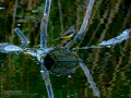 Lavandera cascadeña - Motacilla cinerea - Cuereta torrentera