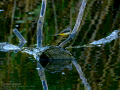 Lavandera cascadeña - Motacilla cinerea - Cuereta torrentera
