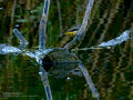 Lavandera cascadeña - Motacilla cinerea - Cuereta torrentera
