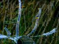 Lavandera cascadeña - Motacilla cinerea - Cuereta torrentera
