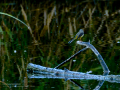 Lavandera cascadeña - Motacilla cinerea - Cuereta torrentera