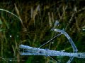 Lavandera cascadeña - Motacilla cinerea - Cuereta torrentera