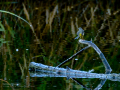 Lavandera cascadeña - Motacilla cinerea - Cuereta torrentera