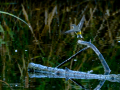 Lavandera cascadeña - Motacilla cinerea - Cuereta torrentera