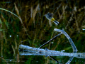 Lavandera cascadeña - Motacilla cinerea - Cuereta torrentera