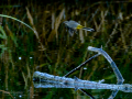 Lavandera cascadeña - Motacilla cinerea - Cuereta torrentera