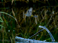 Lavandera cascadeña - Motacilla cinerea - Cuereta torrentera