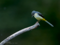 Lavandera cascadeña - Motacilla cinerea - Cuereta torrentera