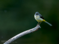 Lavandera cascadeña - Motacilla cinerea - Cuereta torrentera