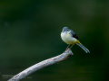 Lavandera cascadeña - Motacilla cinerea - Cuereta torrentera