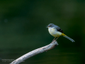 Lavandera cascadeña - Motacilla cinerea - Cuereta torrentera