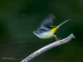 Lavandera cascadeña - Motacilla cinerea - Cuereta torrentera