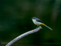 Lavandera cascadeña - Motacilla cinerea - Cuereta torrentera