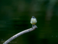 Lavandera cascadeña - Motacilla cinerea - Cuereta torrentera